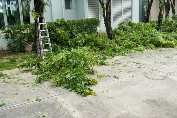 The Steps Involved in Our Tree Care Process in Savannah, TN